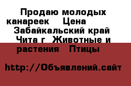 Продаю молодых канареек  › Цена ­ 1 000 - Забайкальский край, Чита г. Животные и растения » Птицы   